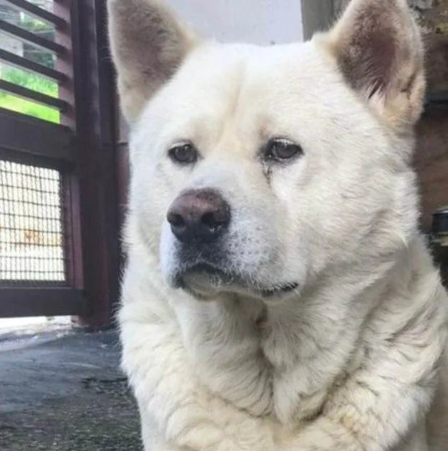 Cachorro ra a SRD-ViraLata idade 4 anos nome Urso