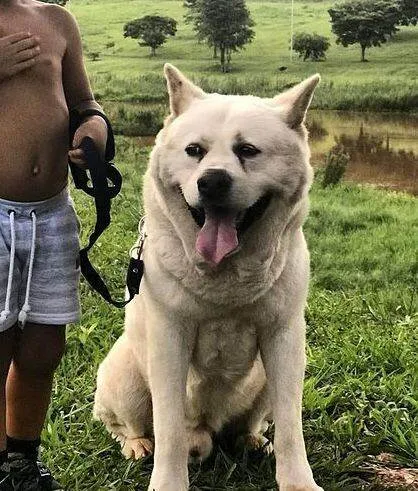 Cachorro ra a SRD-ViraLata idade 4 anos nome Urso