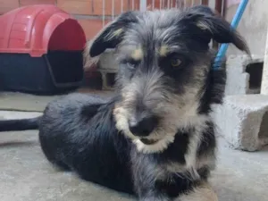 Cachorro raça Tomba lata  idade 1 ano nome Sam