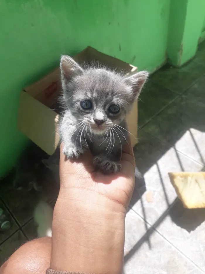 Gato ra a Cinza  idade 2 a 6 meses nome Cinzenta