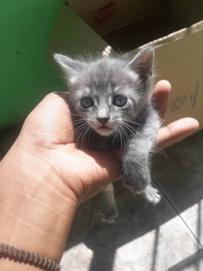 Gato ra a Cinza  idade 2 a 6 meses nome Cinzenta