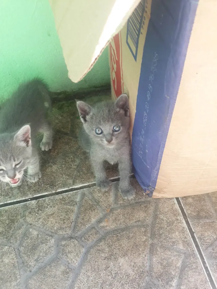 Gato ra a Cinza  idade 2 a 6 meses nome Cinzenta