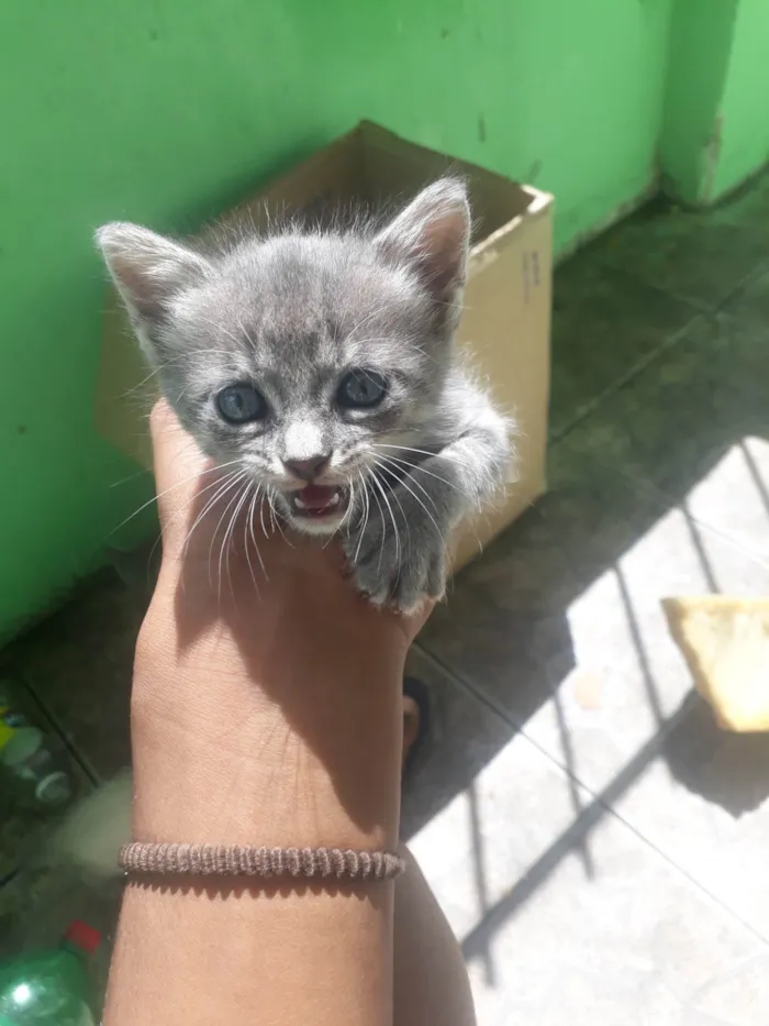 Gato ra a Cinza  idade 2 a 6 meses nome Cinzenta