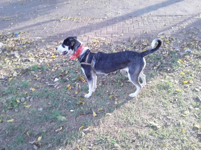 Cachorro ra a SRD idade 7 a 11 meses nome Sem Nome