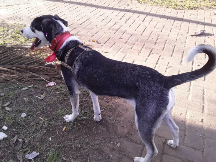 Cachorro ra a SRD idade 7 a 11 meses nome Sem Nome
