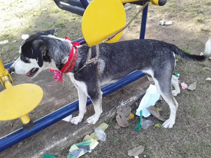 Cachorro ra a SRD idade 7 a 11 meses nome Sem Nome