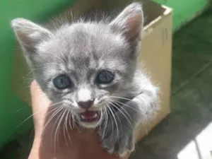 Gato raça Cinza  idade 2 a 6 meses nome Cinzenta