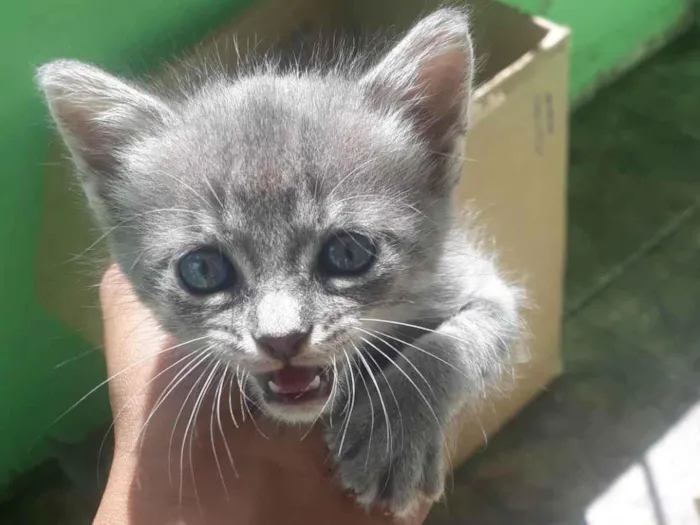 Gato ra a Cinza  idade 2 a 6 meses nome Cinzenta