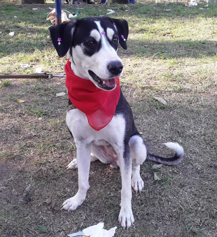 Cachorro ra a SRD idade 7 a 11 meses nome Sem Nome