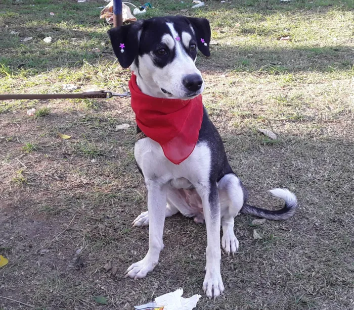 Cachorro ra a SRD idade 7 a 11 meses nome Sem Nome