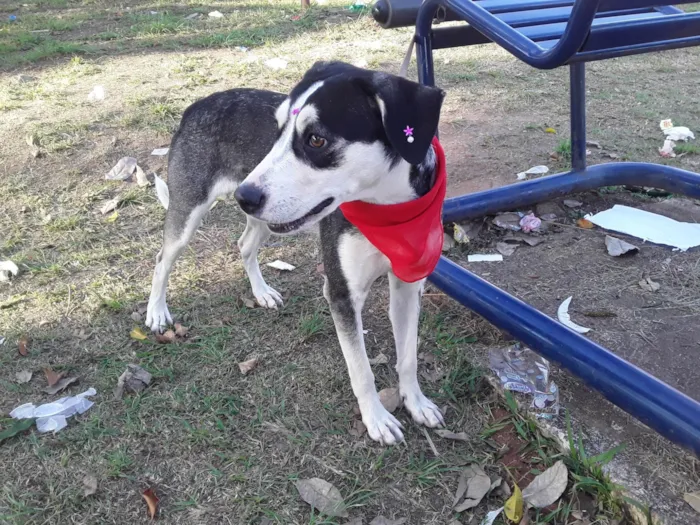 Cachorro ra a SRD idade 7 a 11 meses nome Sem Nome