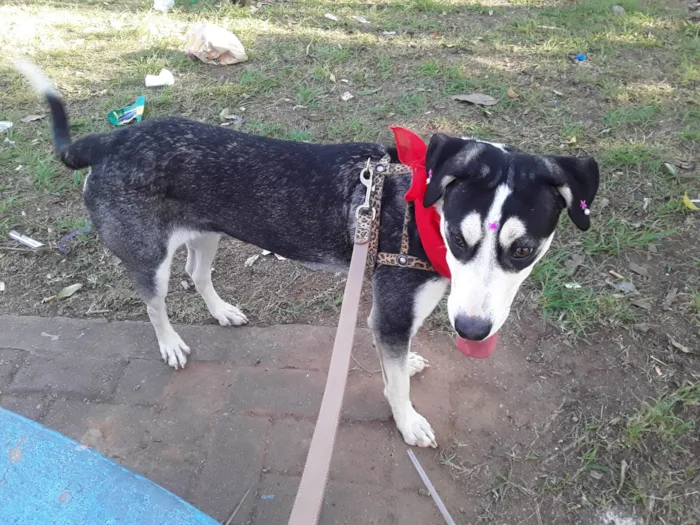 Cachorro ra a SRD idade 7 a 11 meses nome Sem Nome