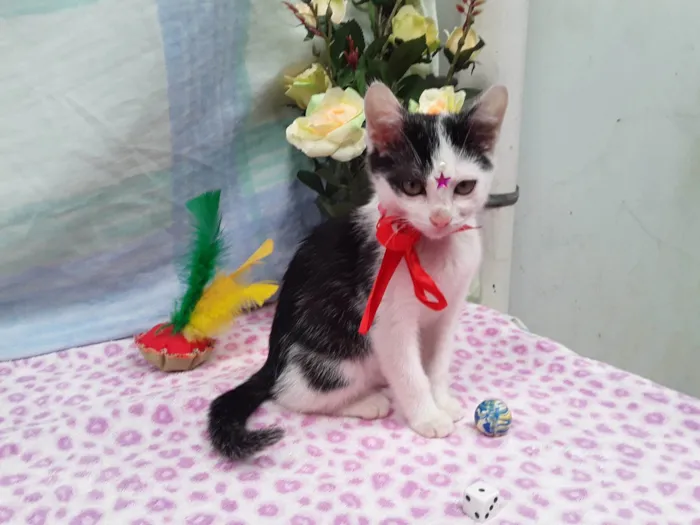 Gato ra a SRD idade 2 a 6 meses nome Sem Nome 