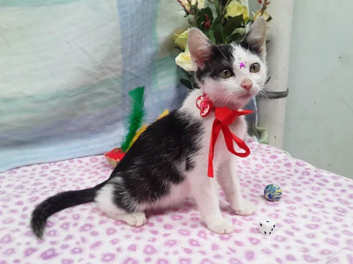 Gato ra a SRD idade 2 a 6 meses nome Sem Nome 
