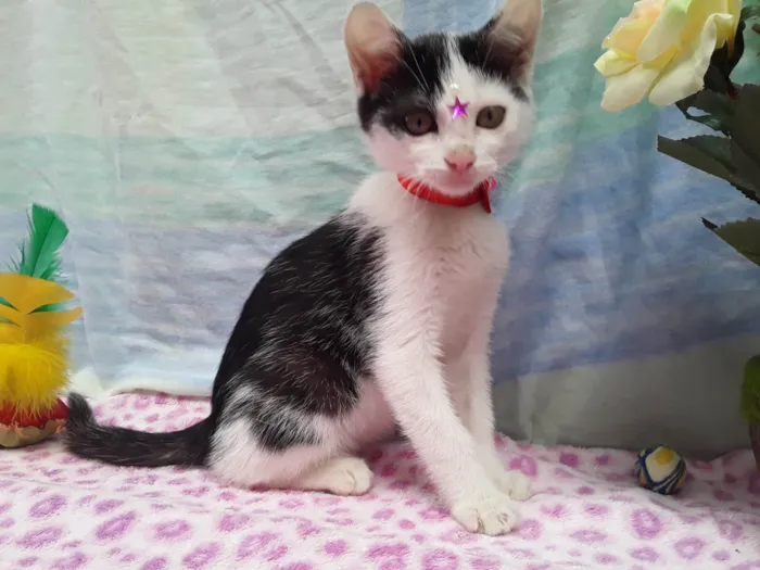 Gato ra a SRD idade 2 a 6 meses nome Sem Nome 