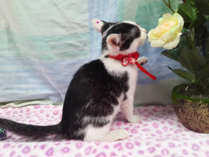 Gato ra a SRD idade 2 a 6 meses nome Sem Nome 