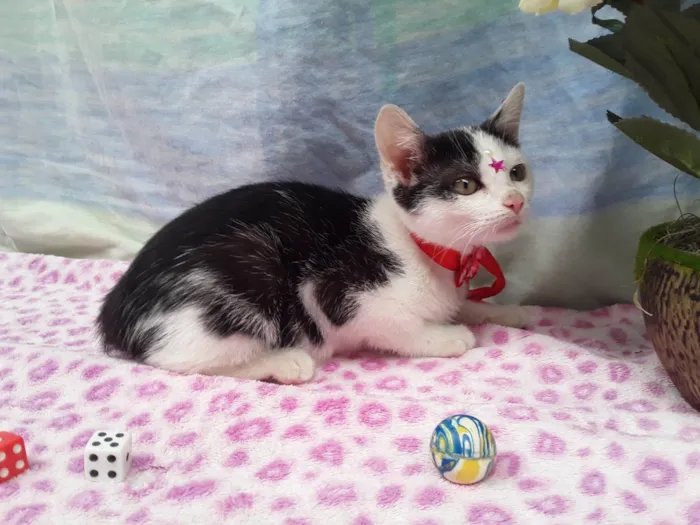 Gato ra a SRD idade 2 a 6 meses nome Sem Nome 