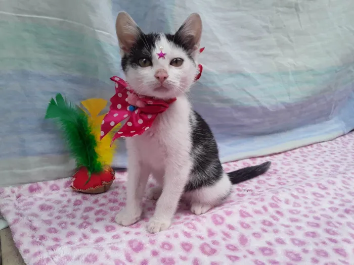 Gato ra a SRD idade 2 a 6 meses nome Sem Nome 