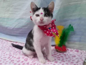 Gato raça SRD idade 2 a 6 meses nome Sem Nome 