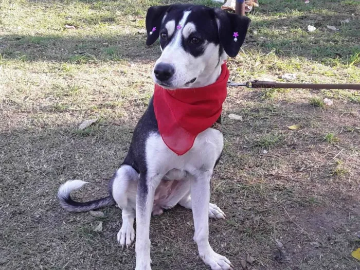 Cachorro ra a SRD idade 7 a 11 meses nome Sem Nome