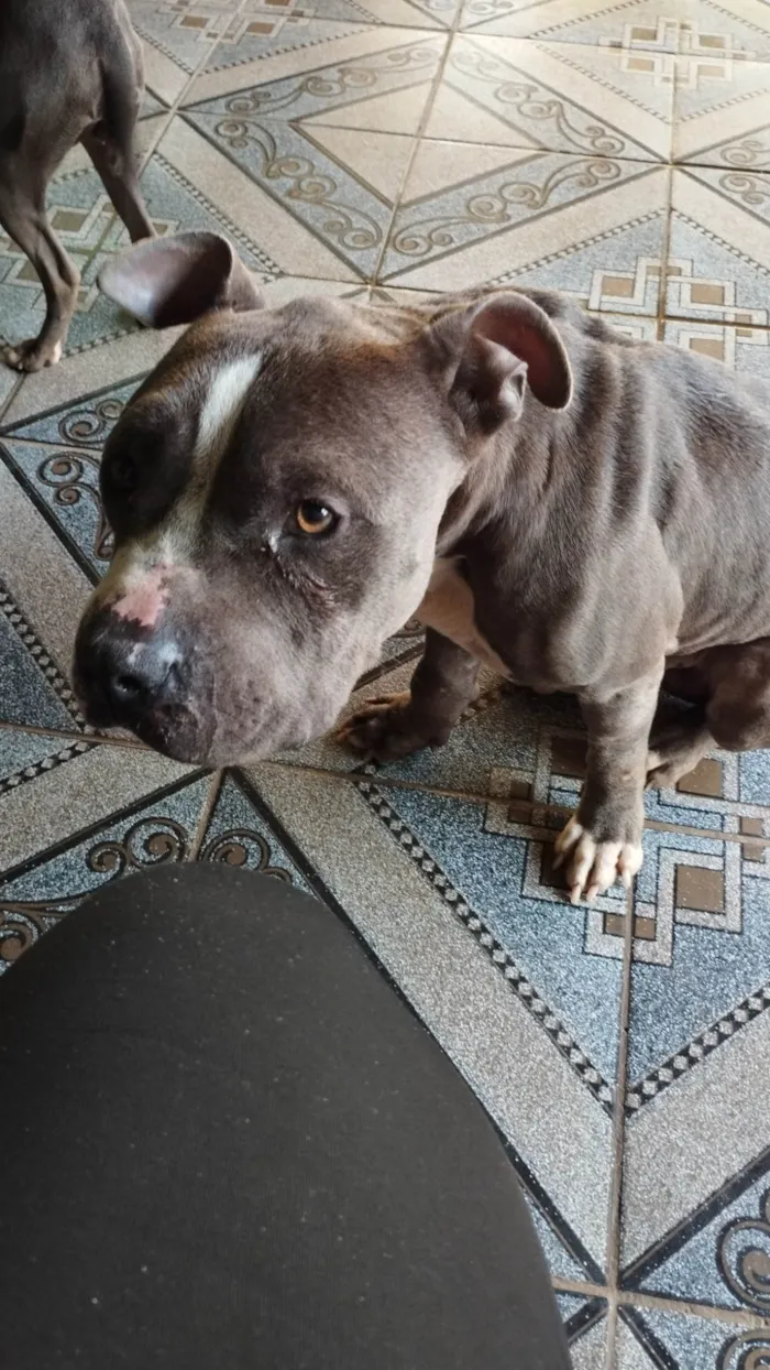 Cachorro ra a Pitbull  idade 2 anos nome Tauro