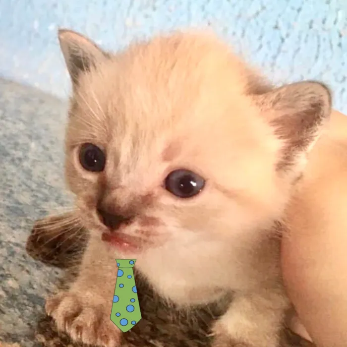 Gato ra a Mestico  idade Abaixo de 2 meses nome Tico 