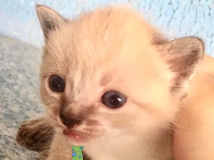 Gato ra a Mestico  idade Abaixo de 2 meses nome Tico 