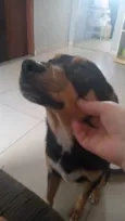 Apolo