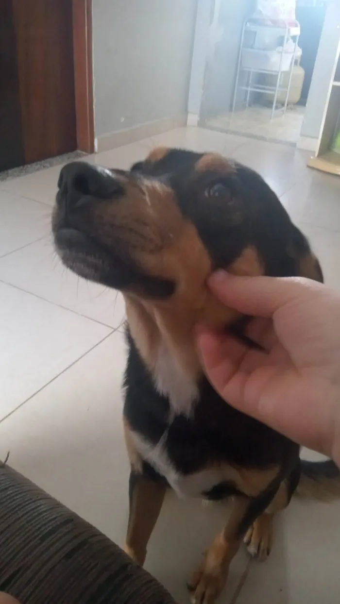 Cachorro raça Não identificado  idade 7 a 11 meses nome Apolo