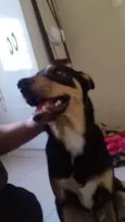 Apolo