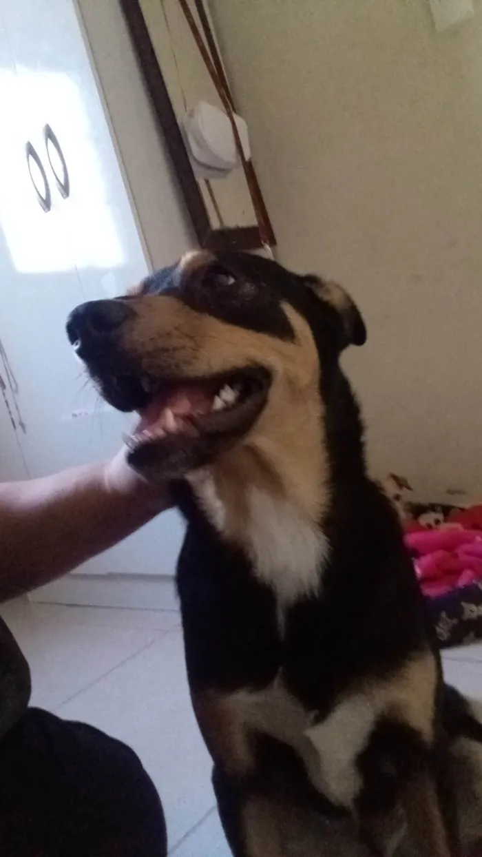 Cachorro raça Não identificado  idade 7 a 11 meses nome Apolo