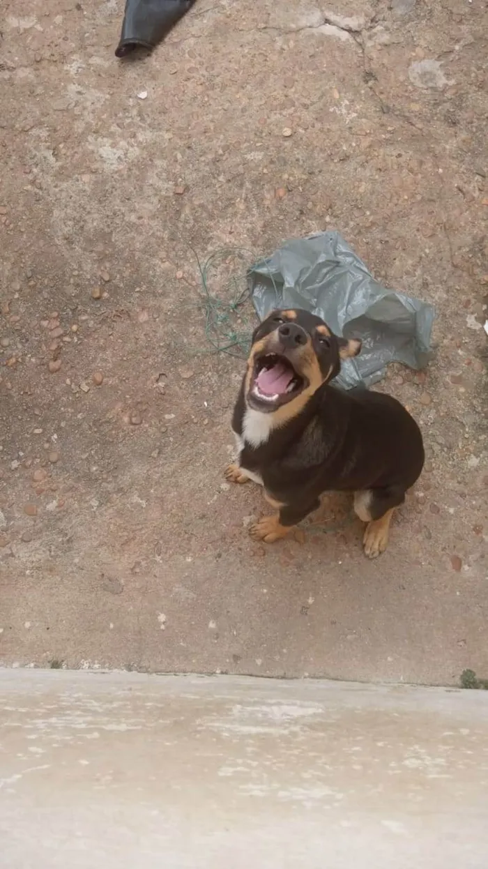 Cachorro raça Não identificado  idade 7 a 11 meses nome Apolo