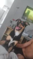 Apolo