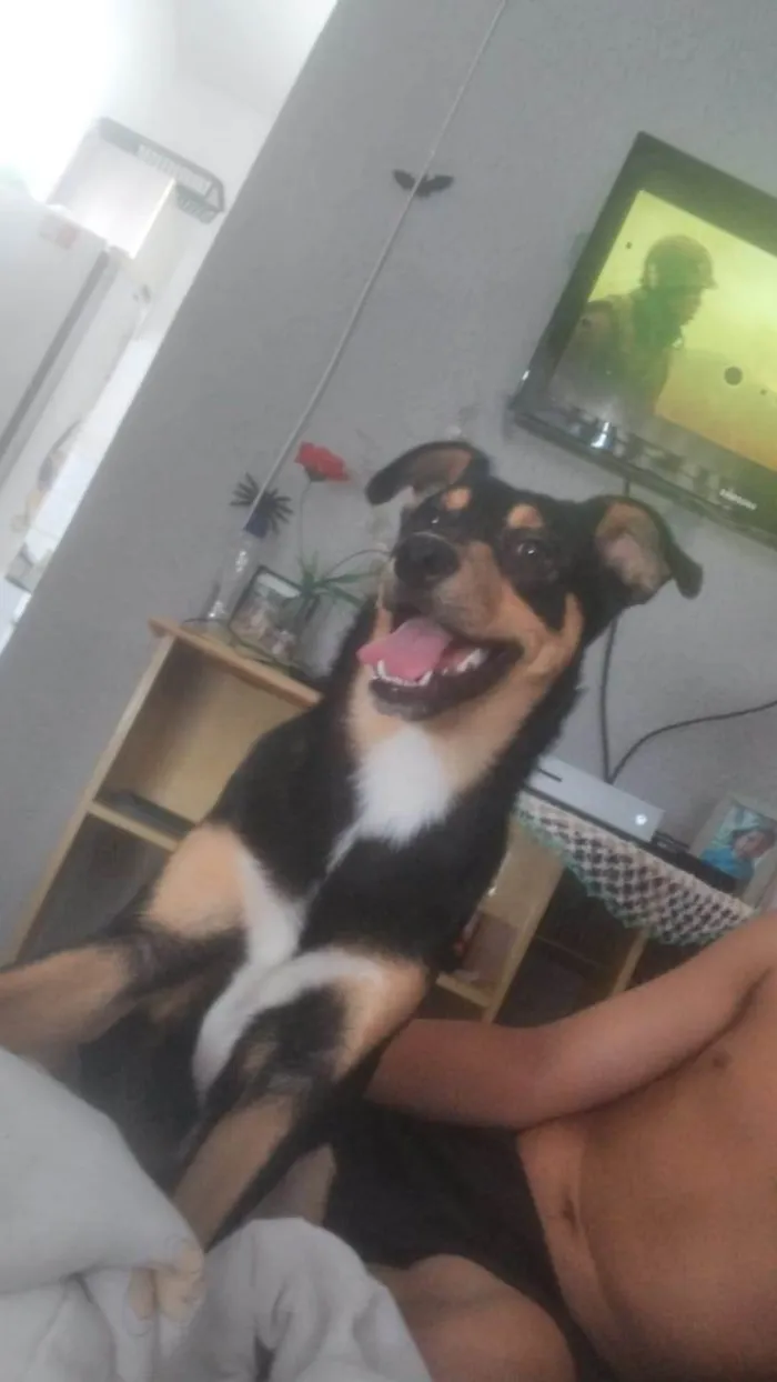 Cachorro raça Não identificado  idade 7 a 11 meses nome Apolo