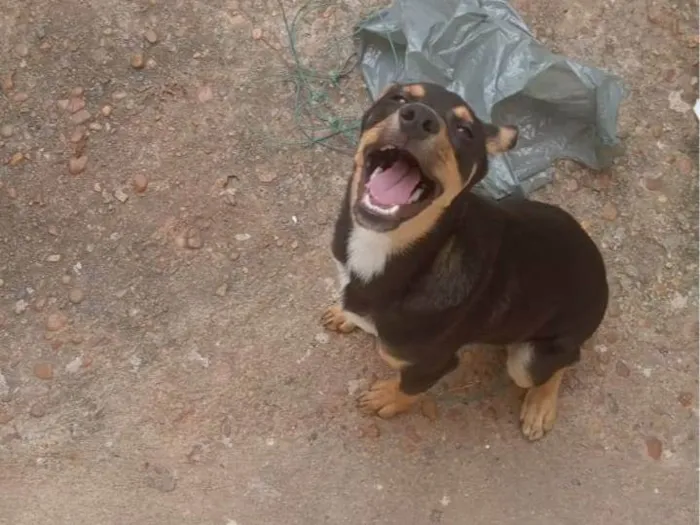 Cachorro raça Não identificado  idade 7 a 11 meses nome Apolo