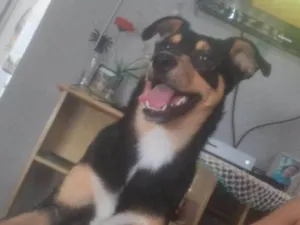 Cachorro raça Não identificado  idade 7 a 11 meses nome Apolo