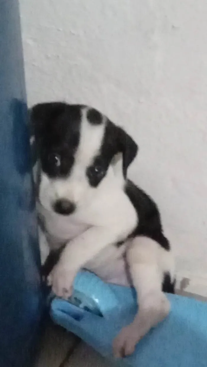 Cachorro ra a SRD-ViraLata idade 2 a 6 meses nome Amora 