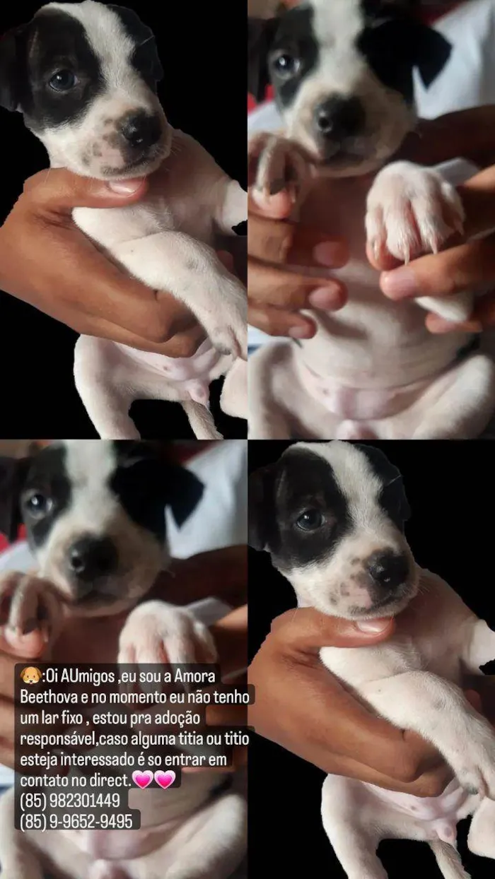 Cachorro ra a SRD-ViraLata idade 2 a 6 meses nome Amora 