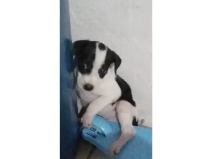 Cachorro ra a SRD-ViraLata idade 2 a 6 meses nome Amora 