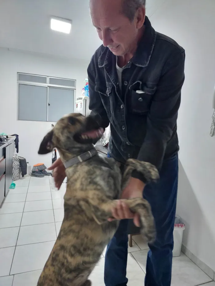 Cachorro ra a Sd idade 2 anos nome Frederico 