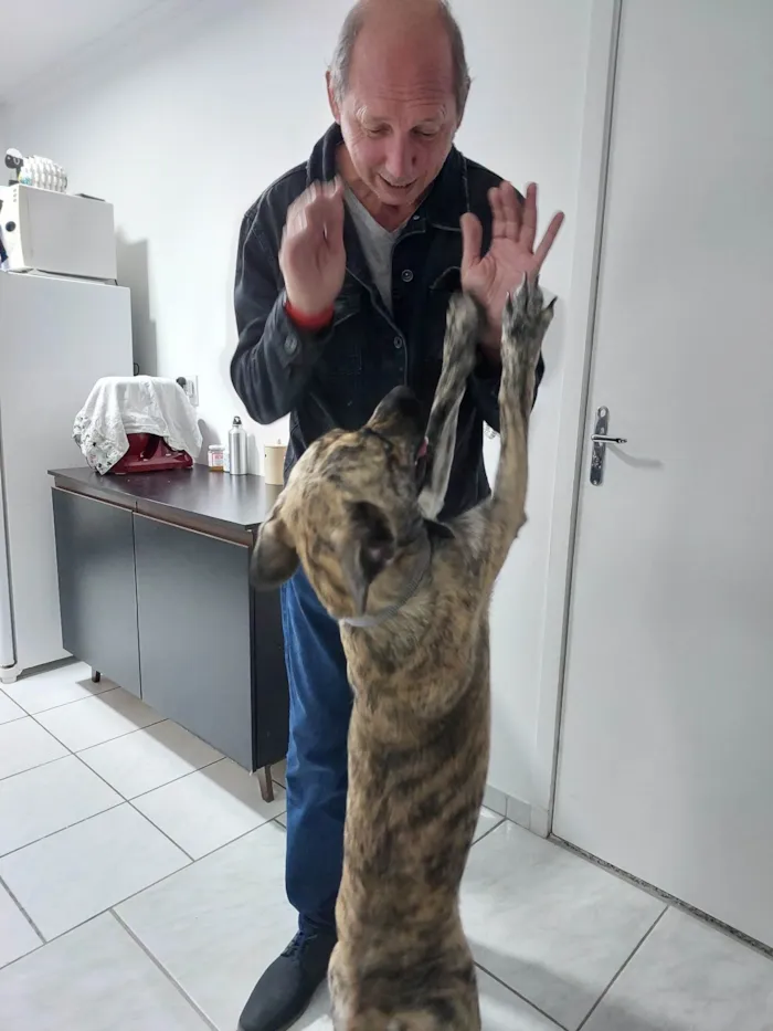 Cachorro ra a Sd idade 2 anos nome Frederico 
