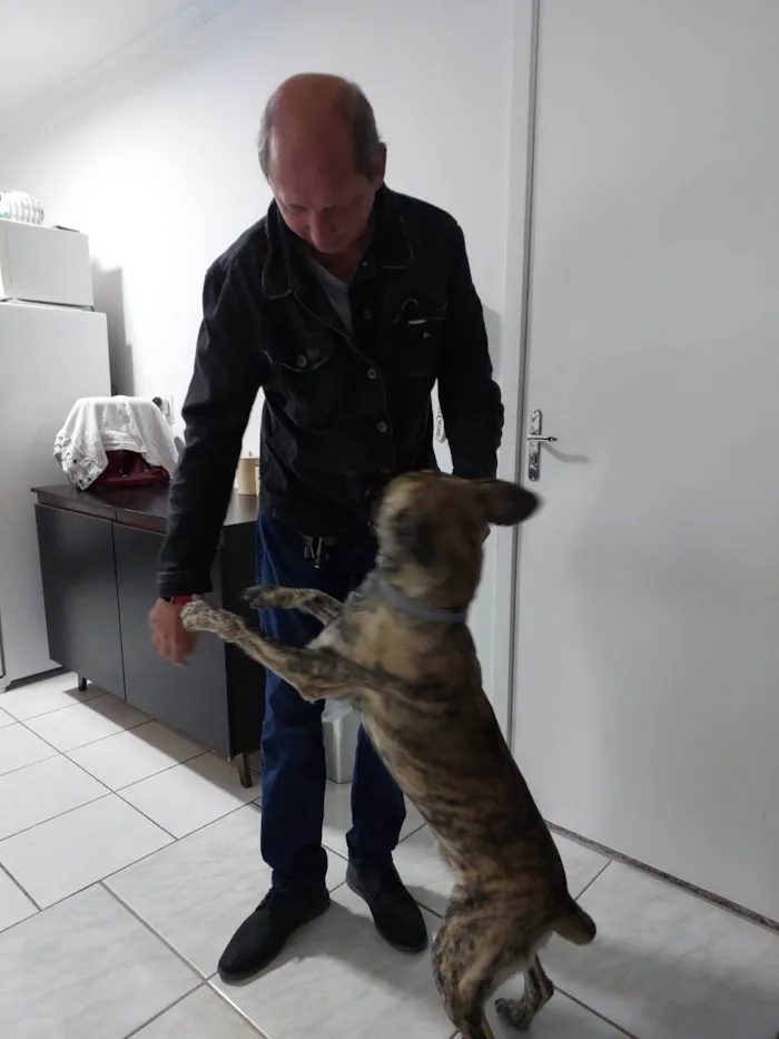 Cachorro ra a Sd idade 2 anos nome Frederico 