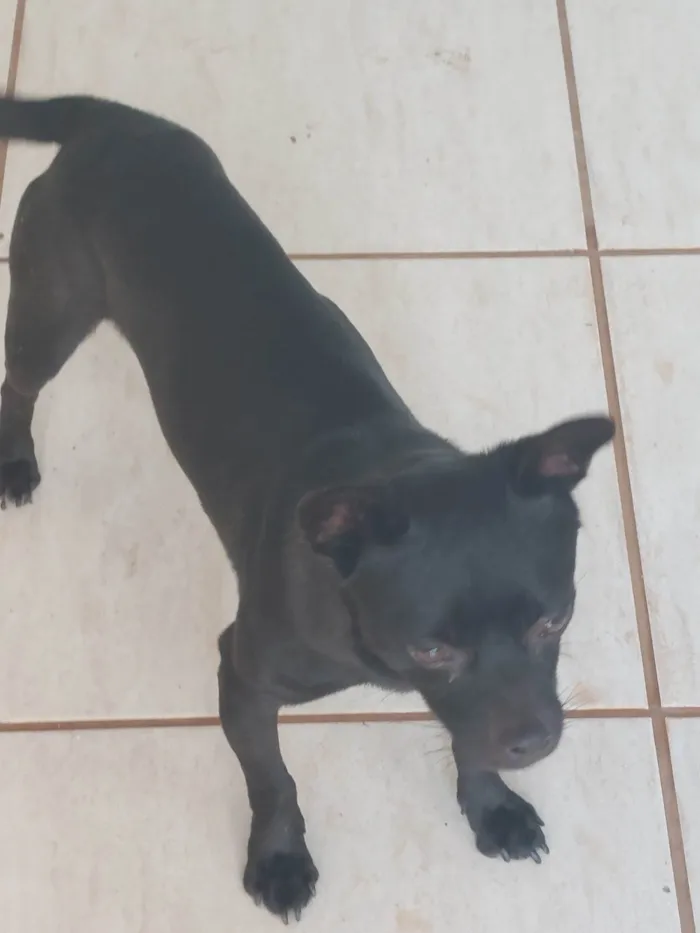 Cachorro ra a SRD-ViraLata idade 2 a 6 meses nome Cafe