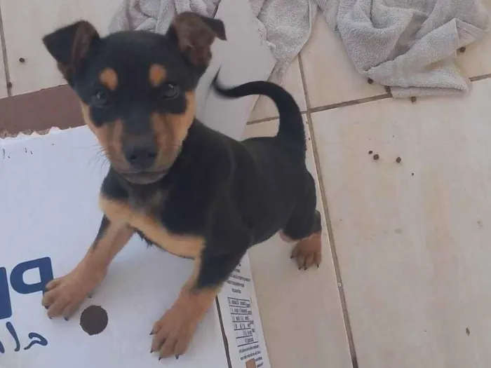 Cachorro ra a Indefinida idade 2 a 6 meses nome Billy