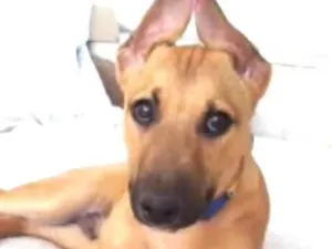 Cachorro raça Mestico  idade 2 a 6 meses nome Pluto 