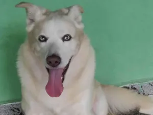 Cachorro raça SRD-ViraLata idade 6 ou mais anos nome Twice