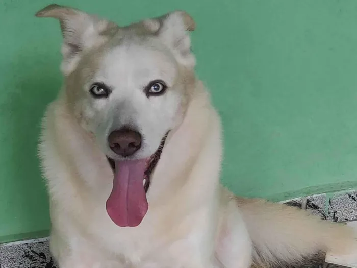 Cachorro raça SRD-ViraLata idade 6 ou mais anos nome Twice