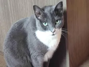 Gato raça SRD-ViraLata idade 7 a 11 meses nome Nazaré 