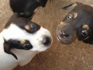 Cachorro raça Vira-latas  idade Abaixo de 2 meses nome Sem nome 