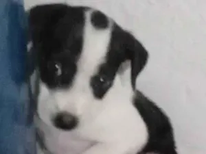 Cachorro raça SRD-ViraLata idade 2 a 6 meses nome Amora 